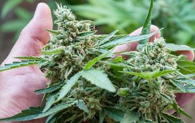 Un intento de hurto de plantas de marihuana terminó en agresión y allanamiento
