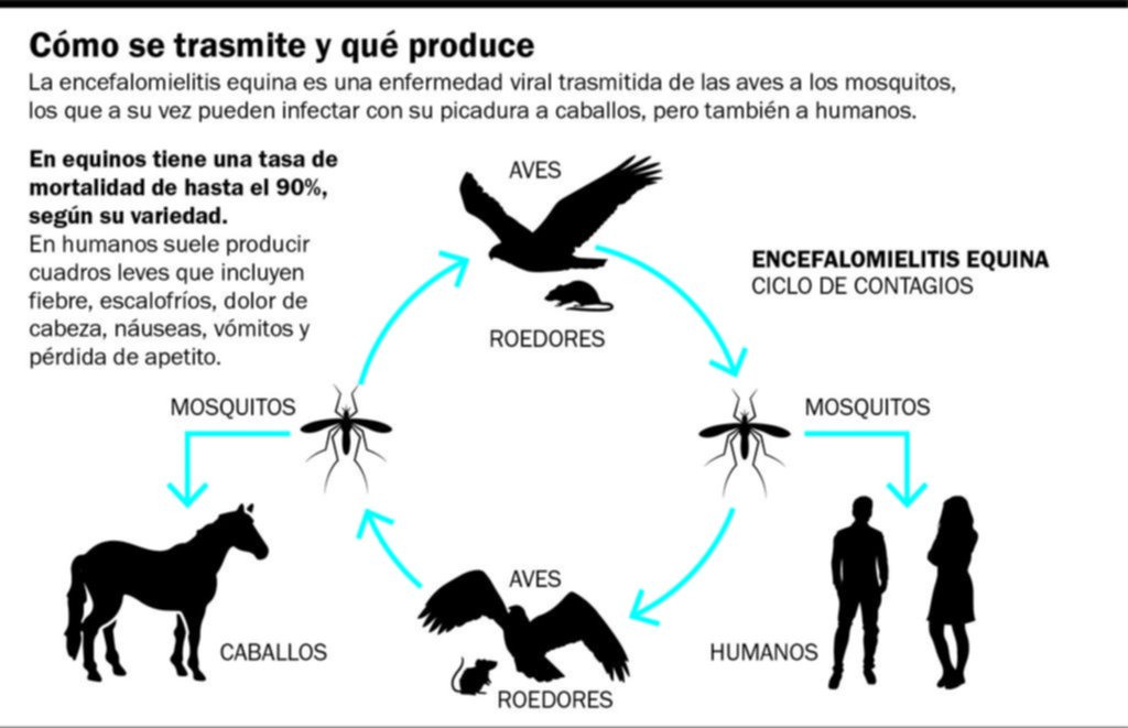 Se Registr La Primera Muerte Por Encefalitis Equina En El Pa S