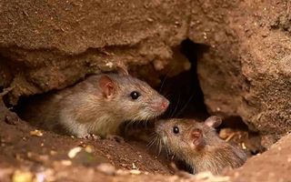 Se eleva a cuatro el número de muertes por Hantavirus en la provincia de Buenos Aires