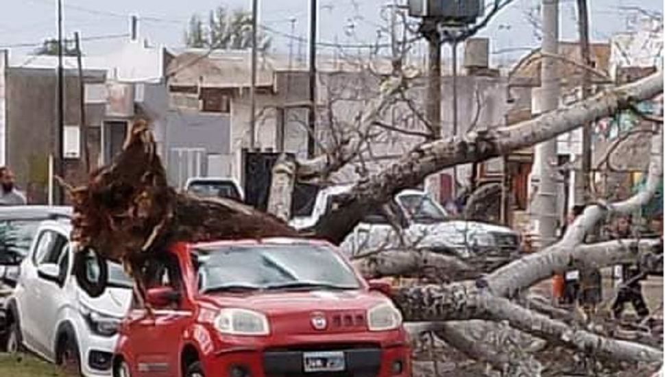 Un árbol cayó sobre dos autos y reavivó el temor de los vecinos