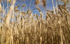 La campaña de trigo será récord en volumen, pero no pesos