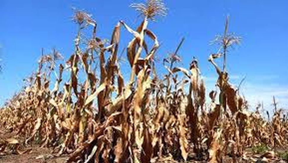Más distritos bonaerenses en emergencia por sequía