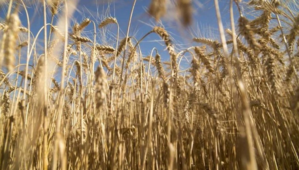 La campaña de trigo será récord en volumen, pero no pesos