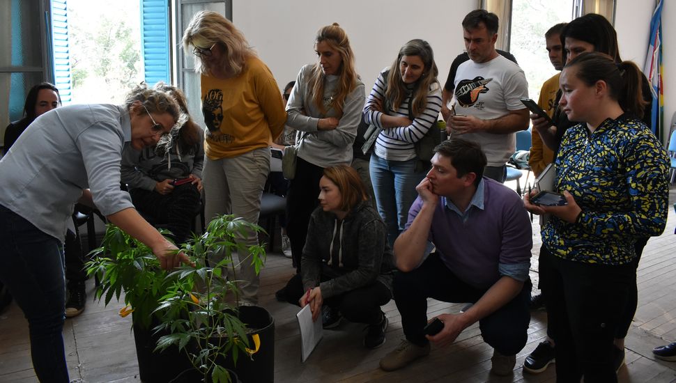 Crece el interés en Pergamino por los talleres de cannabis medicinal