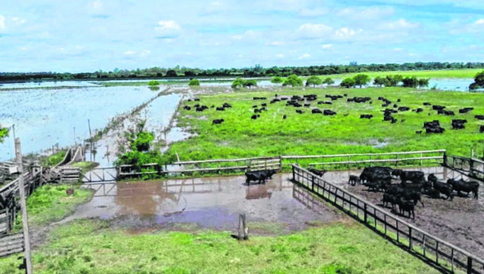 Miles de hectáreas afectadas por las lluvias