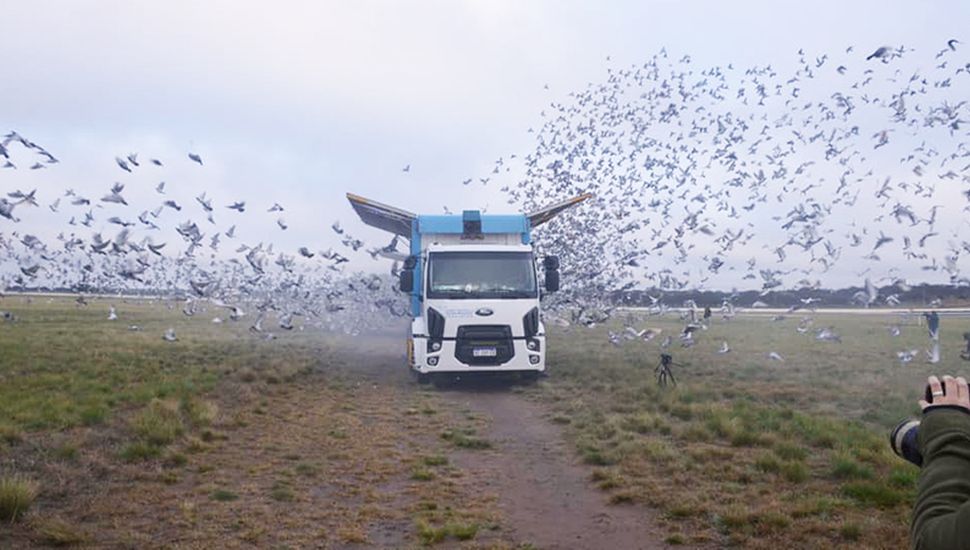 Colombofilia: Nelson Bonanno se coronó campeón en el Torneo Social de Pichones