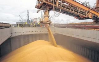 Campaña récord del campo: los granos generarían US$ 36.800 millones