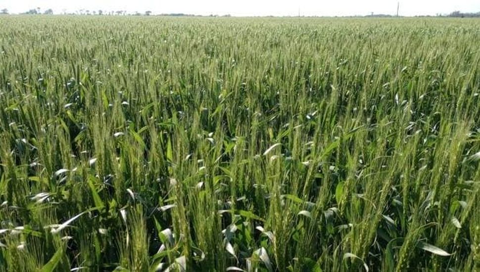 Trigo: expectativa de piso de 40 qq/ha en la región núcleo