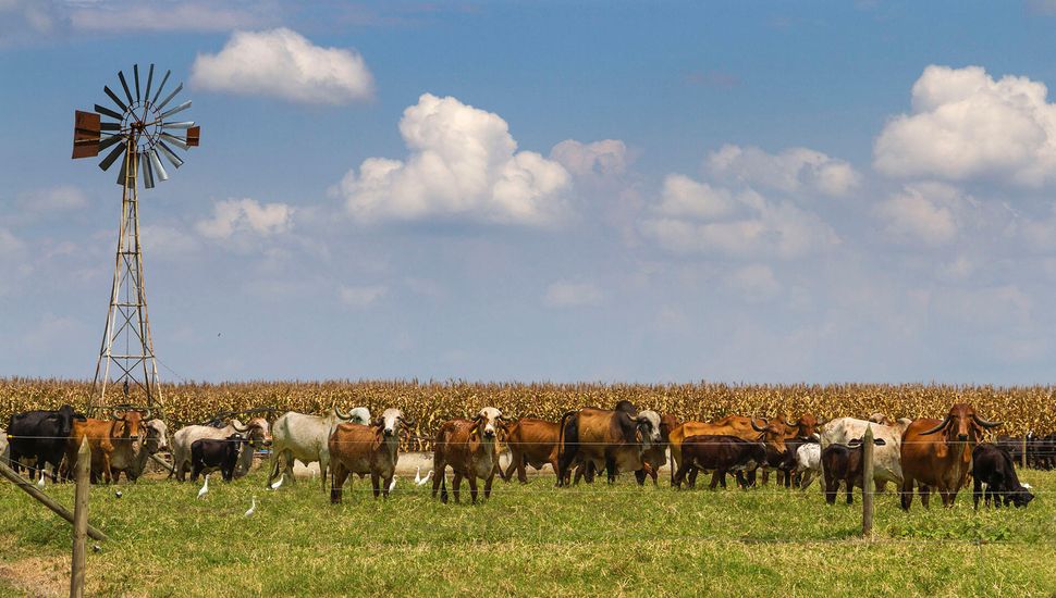 La ganadería volvió a ganar: 2025 dejó márgenes históricos en Rojas