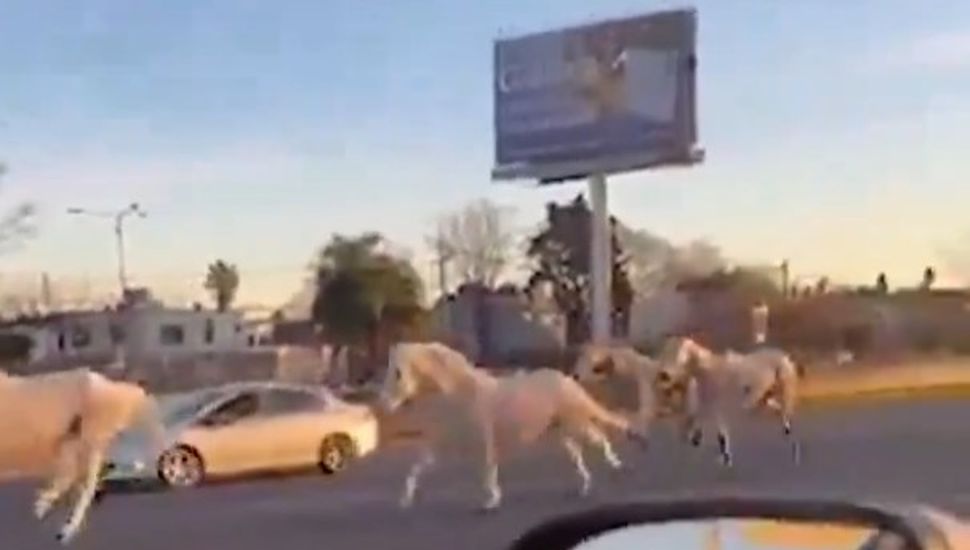 Una tropilla de casi 40 caballos escapó al galope por Panamericana