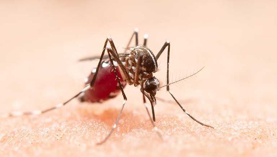 Se confirmó un caso de dengue en la ciudad de Pergamino