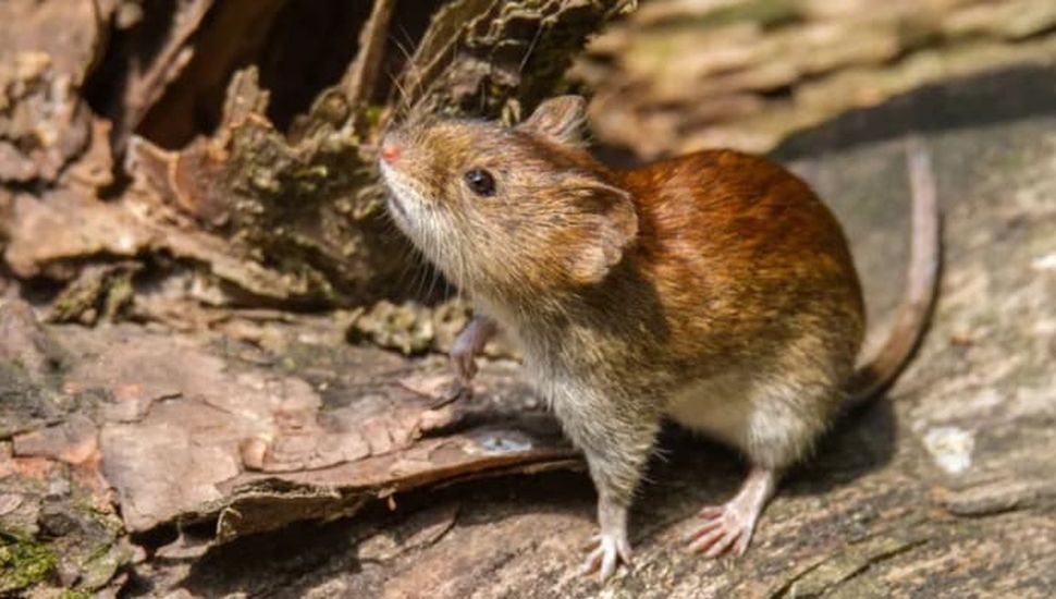 Nueva muerte por Hantavirus en la Provincia