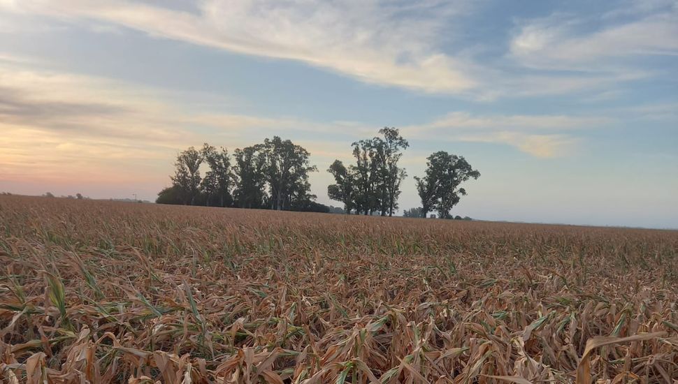 Soja: el 80% del área sembrada en Pergamino y la Región podría no ser cosechada