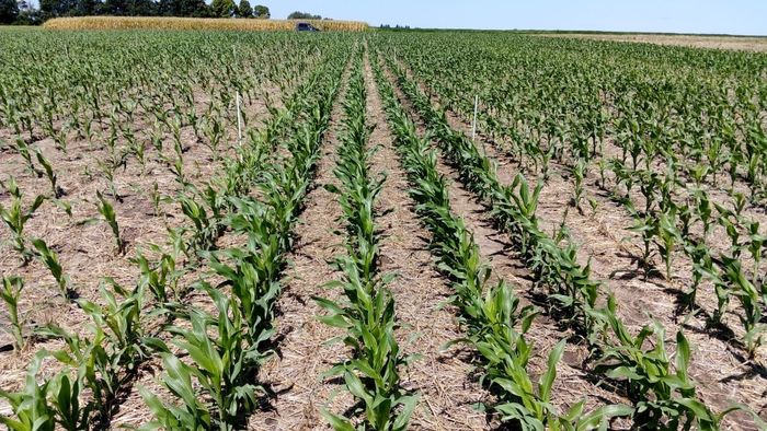 Incertidumbre por la siembra de maíz en la región norte de la provincia de Buenos Aires