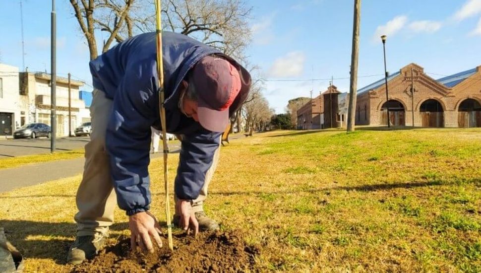 Se plantarán 500 árboles en espacios públicos de Pergamino