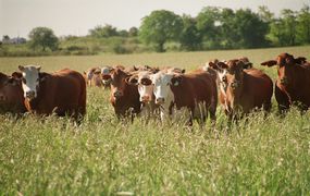 La ganadería vuelve a ser negocio en Pergamino y la región