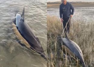 Es de Rojas, hace diez años vive en la Patagonia y la semana pasada le salvó la vida a dos delfines
