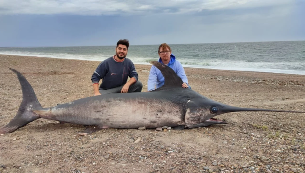 Hallaron un pez espada de casi 300 kilos