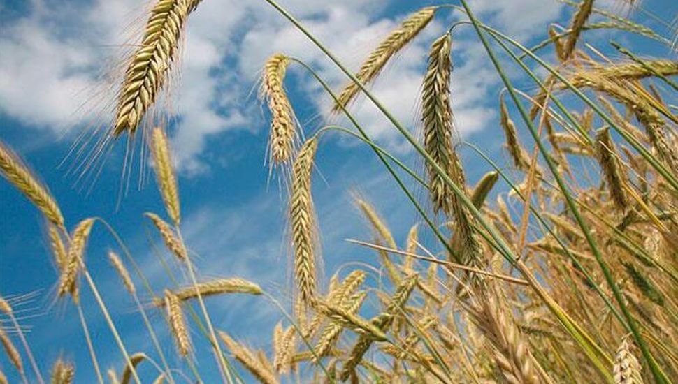 INTA Pergamino analizó los aspectos principales de la campaña de trigo y cebada