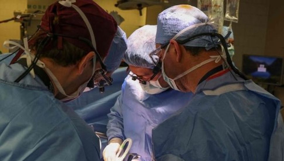 Lograron con éxito un trasplante de riñón de cerdo a un humano