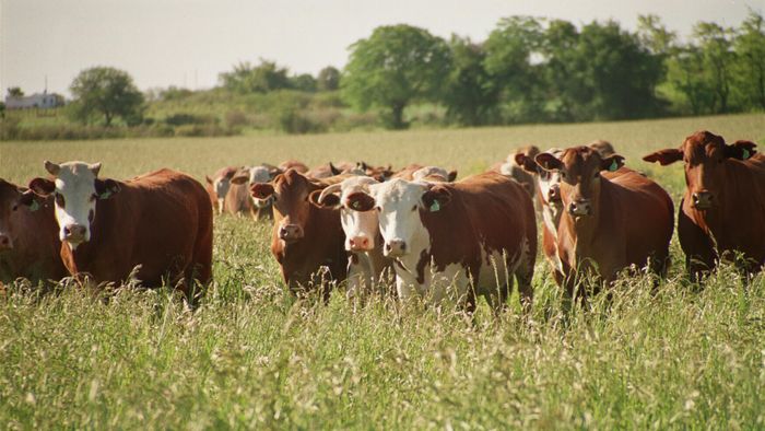 La ganadería vuelve a ser negocio en Pergamino y la región