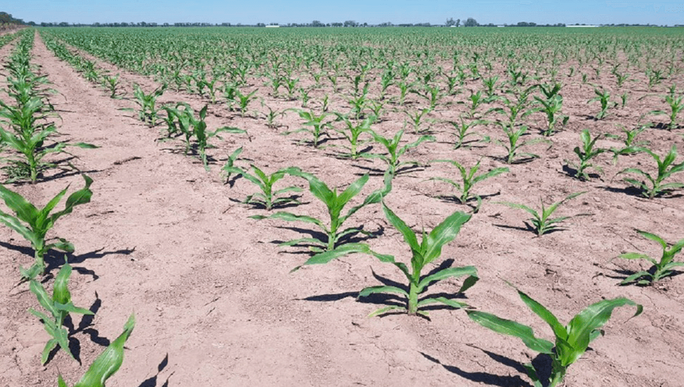 A pesar de los casi 200 mm de agosto, el maíz temprano se sembró a tiempo en la región núcleo