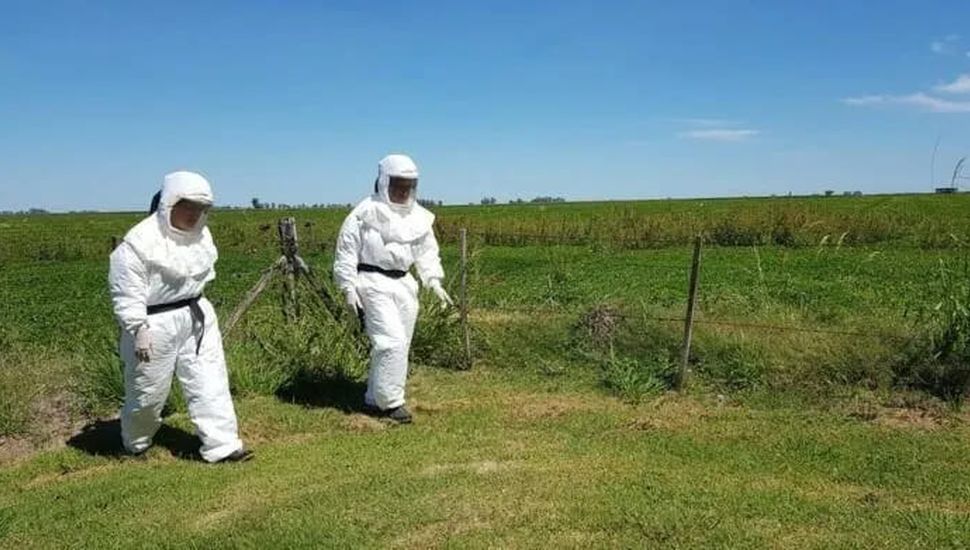 Fiebre Hemorrágica Argentina: confirman un caso en Pergamino