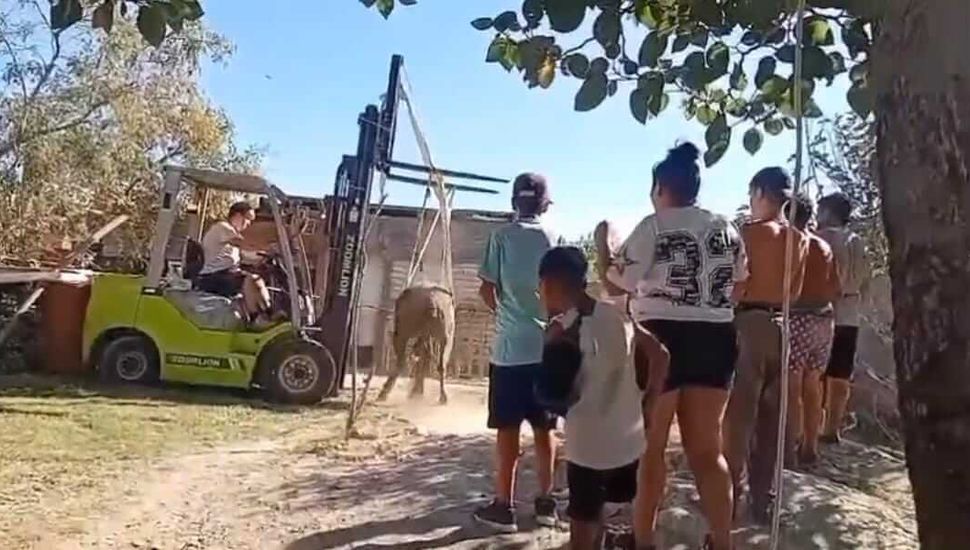 La fuerza de la solidaridad: vecinos de Pergamino rescataron a un caballo que cayó en un pozo ciego