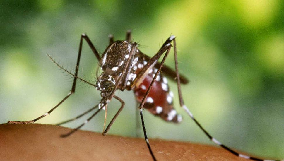 El chikungunya no cesa y obliga a intensificar las tareas de prevención