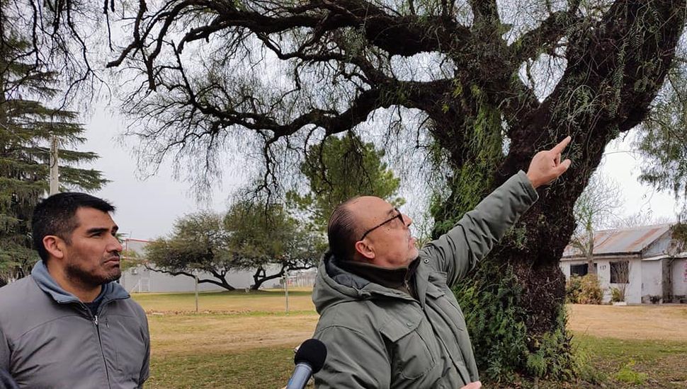 Buscan salvar uno de los árboles más antiguos del país