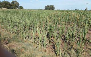 Enero cerró con 66% menos de lluvias en la región núcleo