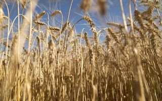 La campaña de trigo será récord en volumen, pero no pesos