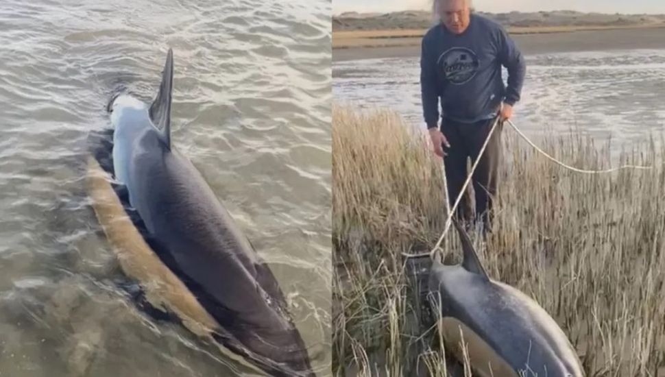 Es de Rojas, hace diez años vive en la Patagonia y la semana pasada le salvó la vida a dos delfines