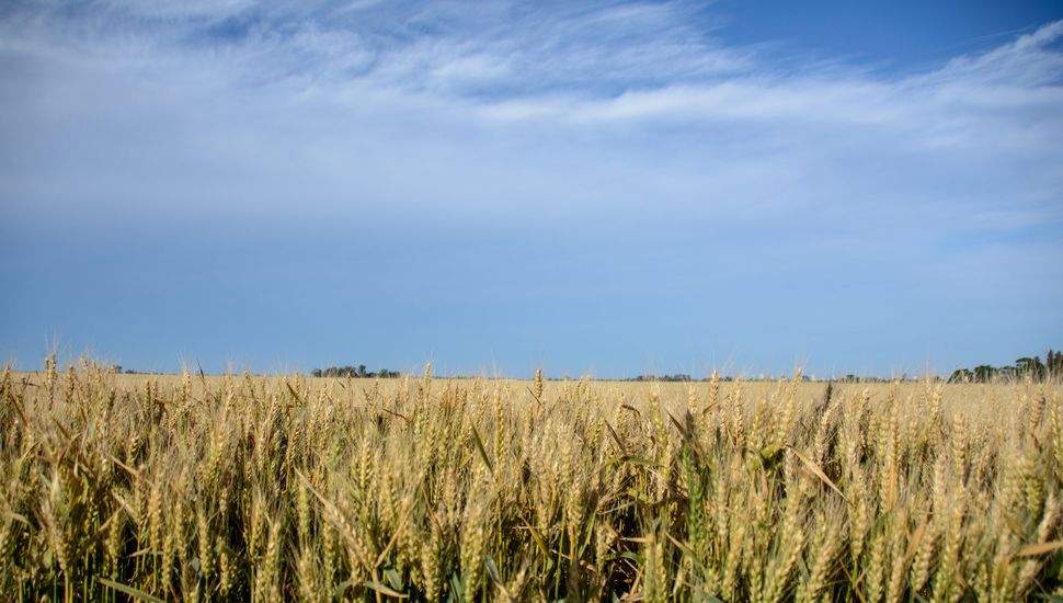 Las luvias fueron escasas y el trigo lo sabe