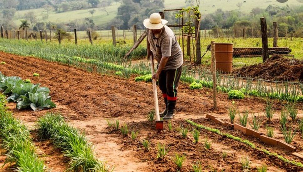 El alza de las huertas y alimentos sanos tiene al país como una potencia mundial