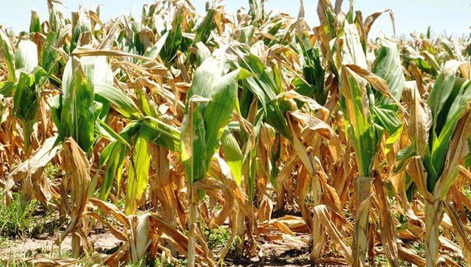 Campaña gruesa: estado de situación de cultivos en la región