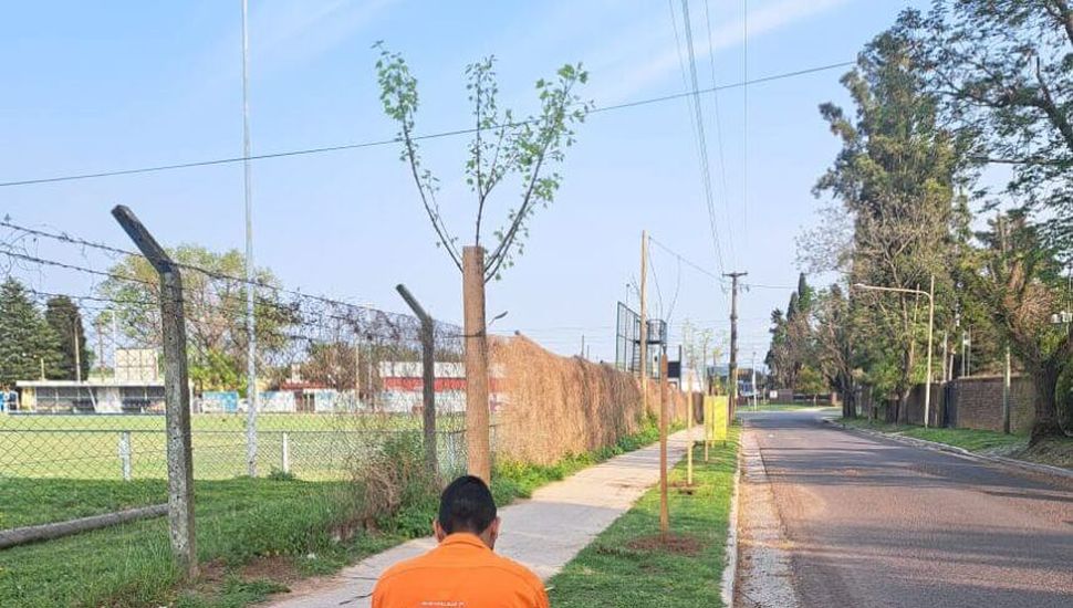 El Partido de Pergamino fue reconocido por plantar más de 1400 árboles