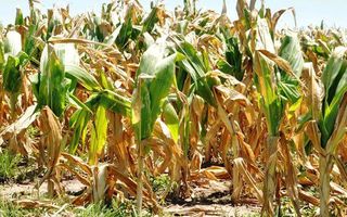 Campaña gruesa: estado de situación de cultivos en la región