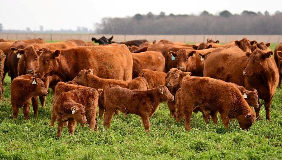 Acuerdo Mercosur-UE: referentes de la Región analizan el mercado europeo sin aranceles