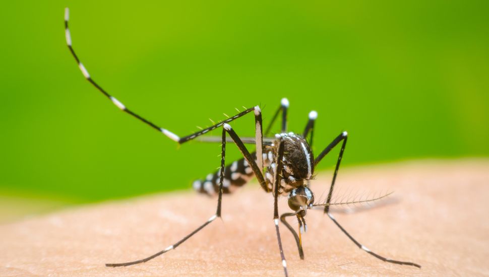 La vacuna contra el dengue "es una esperanza importante para el futuro"