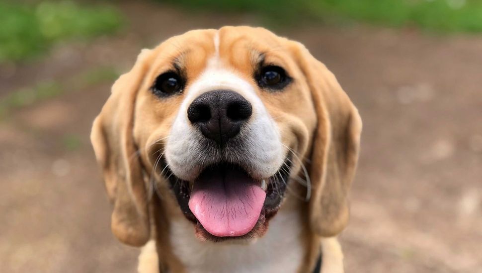 Cronograma de guardias veterinarias para el mes de septiembre en Pergamino