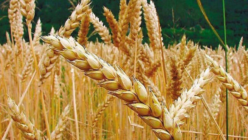 Trigo: se espera un rinde de 50,4 qq/ha y una producción de 8 Mt