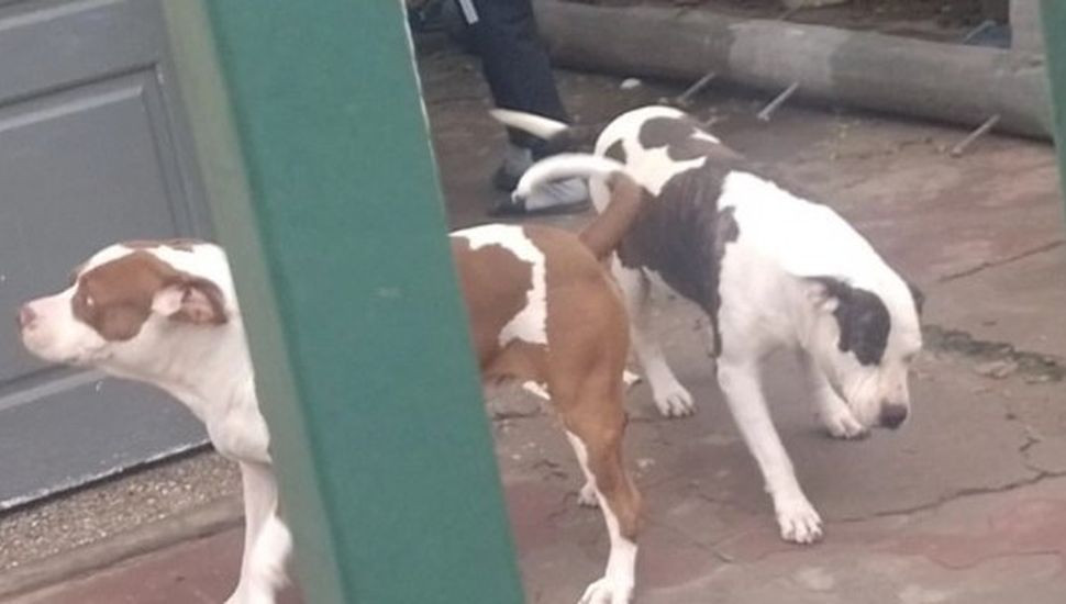 Una nena de un año y medio fue atacada por dos pitbulls y está grave