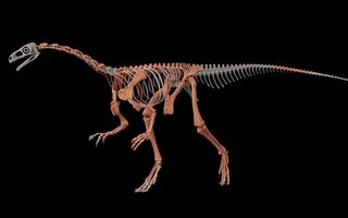 El fósil hallado en La Rioja permite comprender la evolución del reino animal