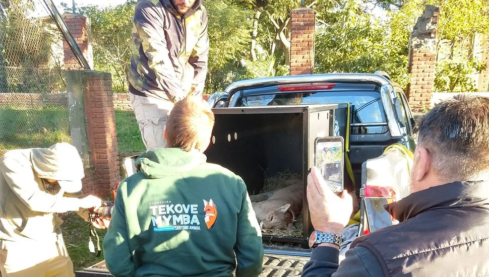 Llegó el día: trasladaron a los pumas del ex zoo de Colón a un santuario