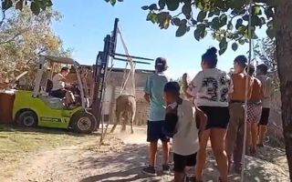 La fuerza de la solidaridad: vecinos de Pergamino rescataron a un caballo que cayó en un pozo ciego