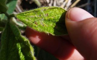 Isoca bolillera: presente una campaña más