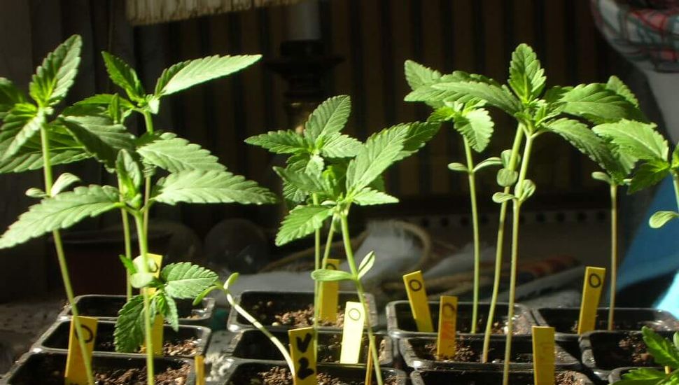 Cultura Cannabis en Pergamino: cada vez más gente practica el autocultivo