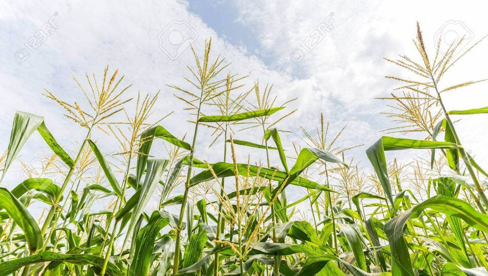 El maíz 2025/26 apunta a un salto productivo del 20% respecto a la campaña pasada