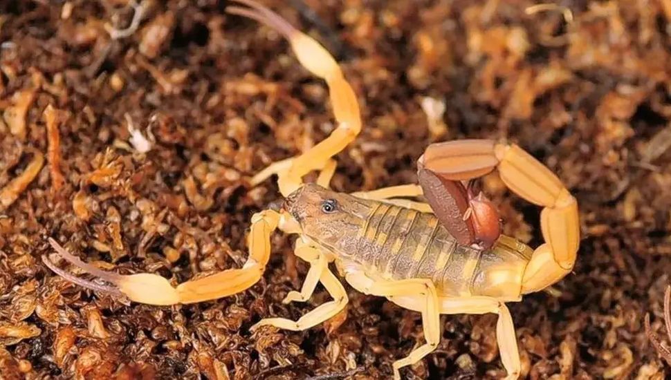 Alerta por alacranes: refuerzan medidas de prevención en los hogares